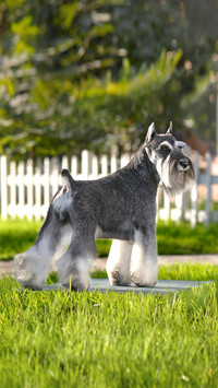 The signs of danger in dogs 32