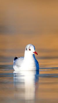 Natural swimming black-headed gull