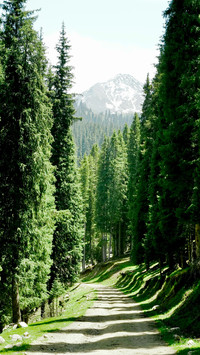 The forests along the way