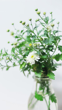How to put green plants 1