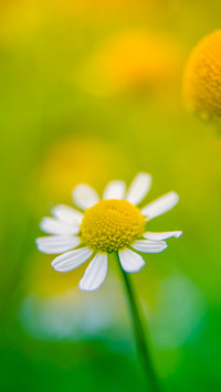Fresh and natural wildflowers