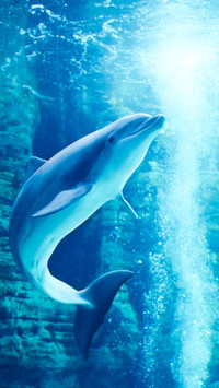 海豚宝宝