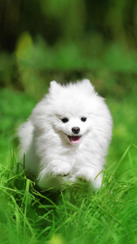 The six taboos of pomeranian bathing