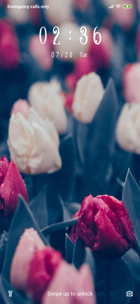 Tulips - Pink_3MDS