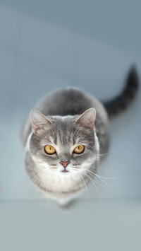 猫咪玻璃胃养护指南