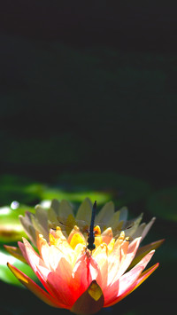 The Beauty of Nature