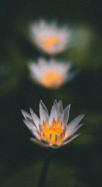Floral B1 (13)