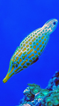 Marine Life (4)