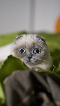 Can Folded Ear Cats Have Genetic Diseases 0