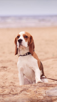 Dog526