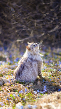 Outdoor cat