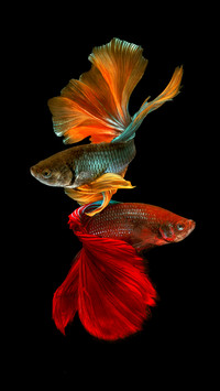 How to disinfect the fish tank 0