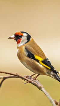 The goldfinch is resting