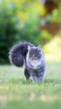 A Cat with Extremely Fluffy Tail Standing on Lawn