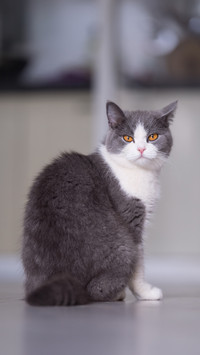 Is Essential Oil Harmful to Cats 7
