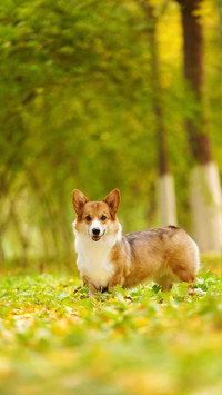 狗狗也有喜怒哀乐