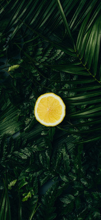 Delicious Fruits-PAIXIN