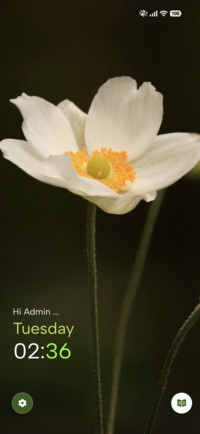 Ivory Sun