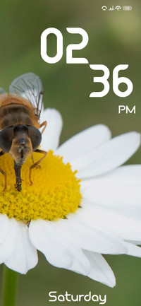 Insect