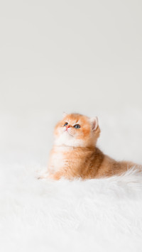 猫咪为何会突然抖毛？