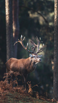 wild animal-11