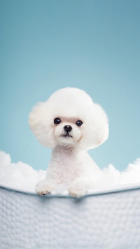 Dog1