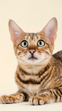 The wise kitten
