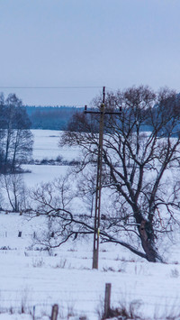 Winter Snowfield