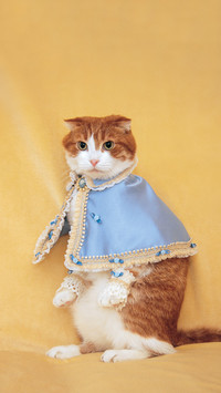 猫咪时尚定制服超有爱