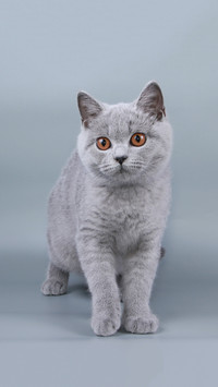 英短蓝猫凭啥受人喜爱
