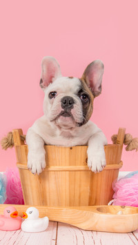 What conditions are not suitable for bathing dogs 8