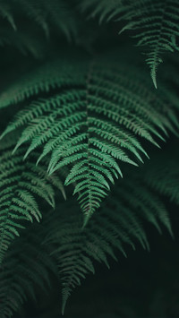 Details of Plants