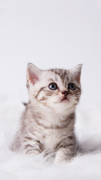 Close up kitten 2 month on a white carpet