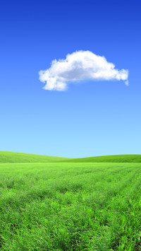 Green grass and blue sky