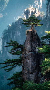 The unique pines of huangshan
