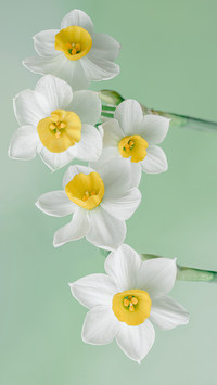 Daffodil blue background