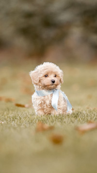 Adorable Maltese and Poodle mix Puppy