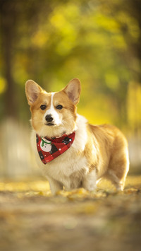 Dog4