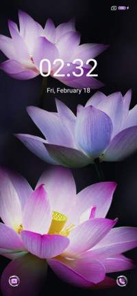Purple Pink Lotus