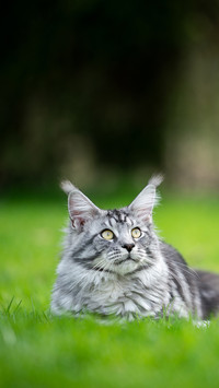 Silver Tabby Maine Coon Cat Resting on Lawn Outdoors
