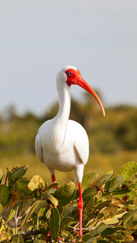 What are the endangered animals