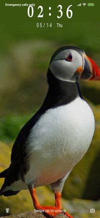Puffin_3MDP