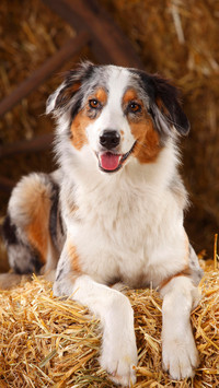 澳大利亚牧羊犬