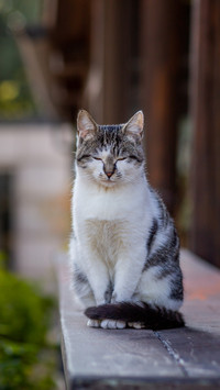 Sitting upright outdoors