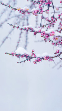 梅花香自苦寒来-拍信图库