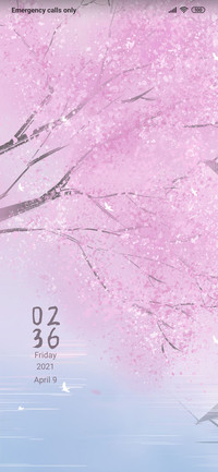 Cherry Blossoms