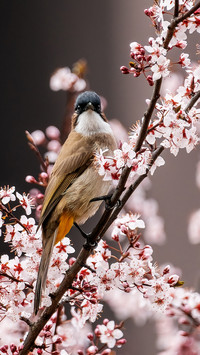 Gaze at the closeup of the yellow rumped bulbul