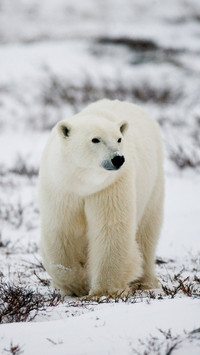 The worlds most dangerous animal 26
