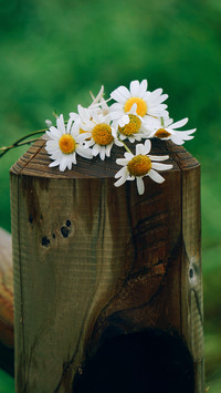 Good scenery in spring-14