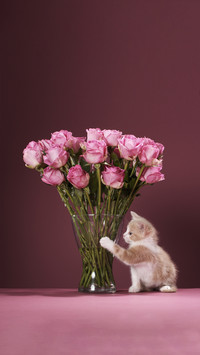 How to keep the roses fresh 1